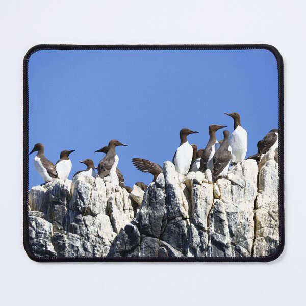 Item preview, Guillemots on a rock designed and sold by MartinPhotos.
