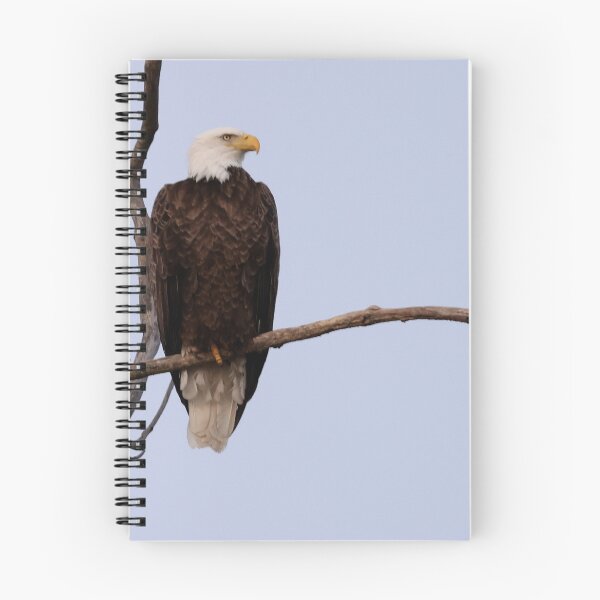 Item preview, Majestic and Intent designed and sold by fototaker Tony.