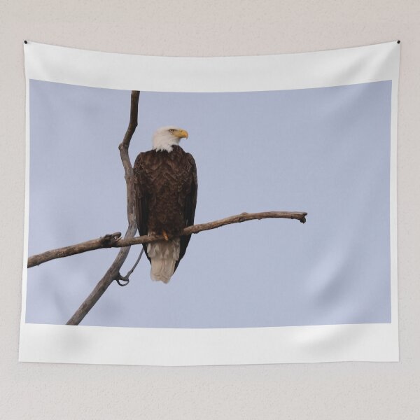Item preview, Majestic and Intent designed and sold by fototaker Tony.