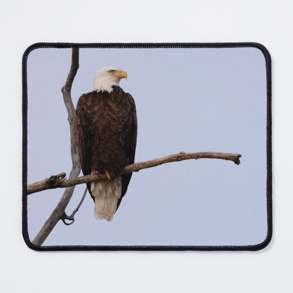 Item preview, Majestic and Intent designed and sold by fototaker Tony.