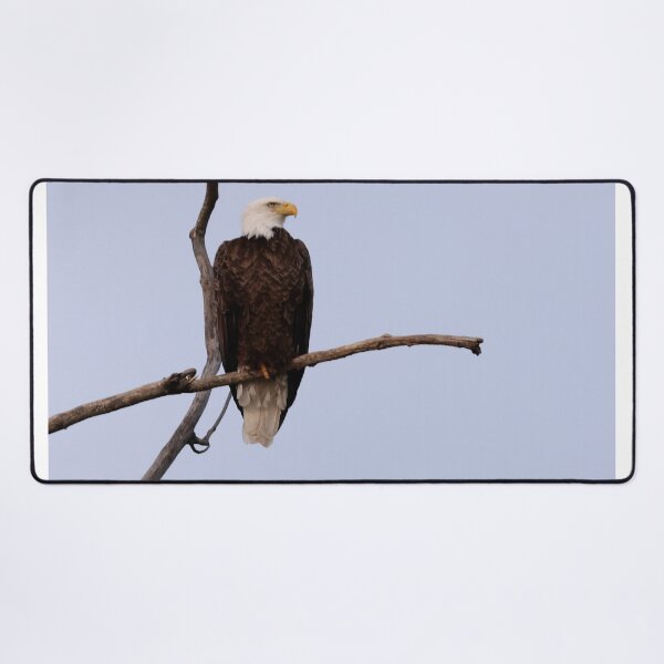 Item preview, Majestic and Intent designed and sold by fototaker Tony.