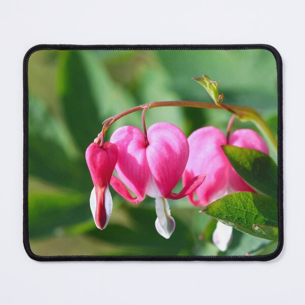 Item preview, Bleeding Hearts - Lamprocapnos spectabilis designed and sold by GreyFeatherPhot.