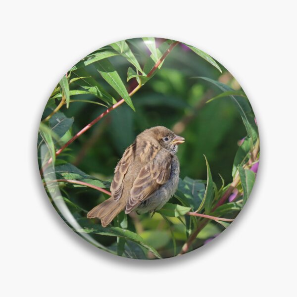 Item preview, Sparrow fledgling designed and sold by GreyFeatherPhot.