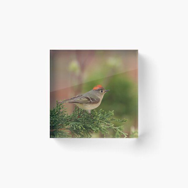 Item preview, Showing Off The Red Crown designed and sold by Deb Oppermann.
