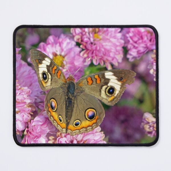 Item preview, Common Buckeye Butterfly designed and sold by Frankie Cat Photography.