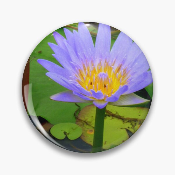 Aperçu de l'œuvre Water Lilly Cooroibah, QLD, 2. créée et vendue par Angela Gannicott.