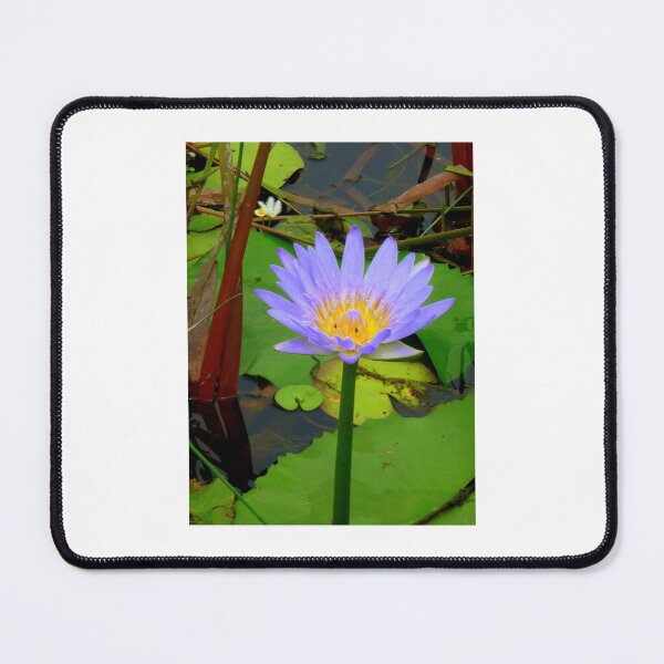 Item preview, Water Lilly Cooroibah, QLD, 2. designed and sold by Angela Gannicott.
