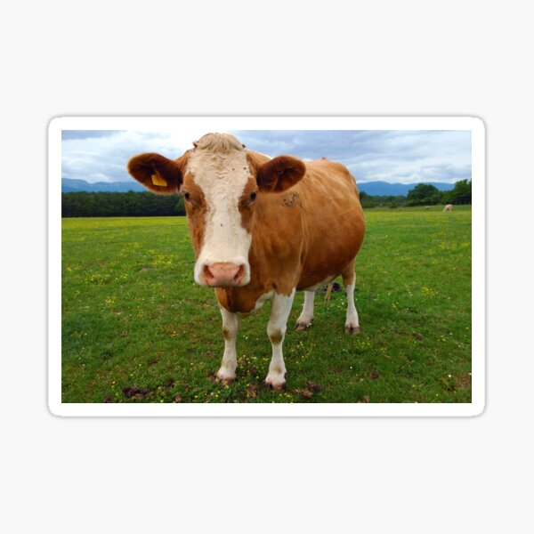 The cow Sticker