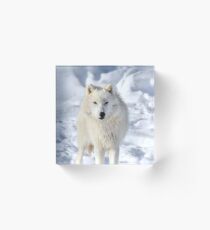 Winter is my forte_arctic wolf! Acrylic Block