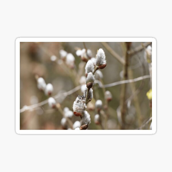 Item preview, Fluffy cat on a willow designed and sold by koty-vezde.