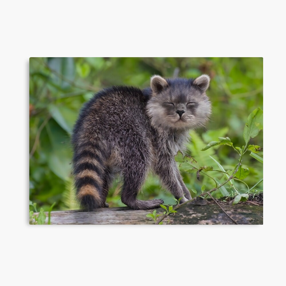 I gatti lasciano impronte di zampa nel tuo cuore per sempre - Italy -  Magnet