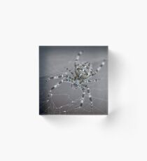 Spider - cross spider Acrylic Block