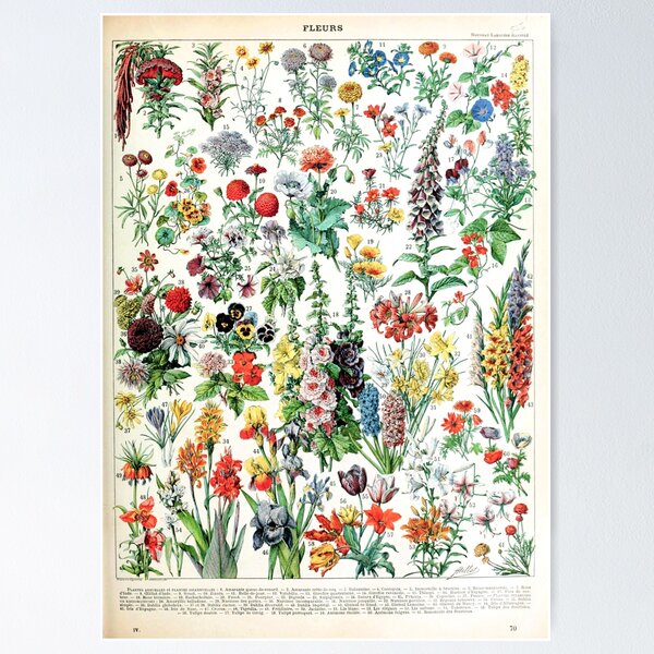 Item preview, Adolphe Millot - Fleurs A - French vintage poster designed and sold by Gardenlibrary.