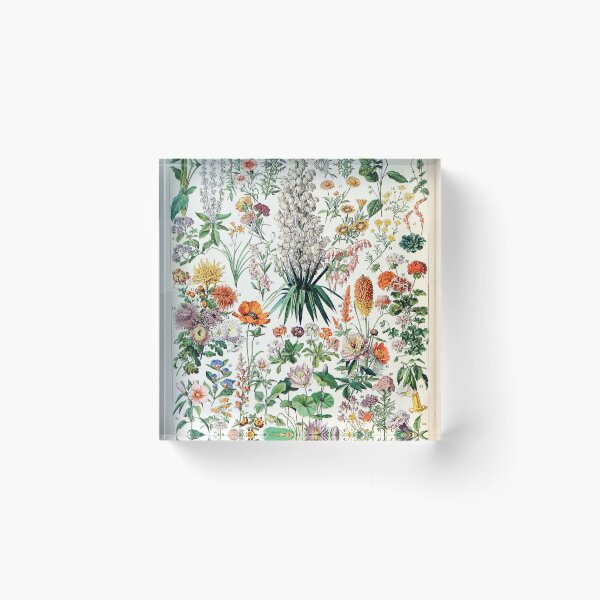 Item preview, Adolphe Millot - Fleurs B - French vintage poster designed and sold by Gardenlibrary.