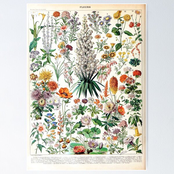 Item preview, Adolphe Millot - Fleurs B - French vintage poster designed and sold by Gardenlibrary.