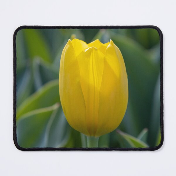 Item preview, Yellow tulip macro designed and sold by pietrofoto.