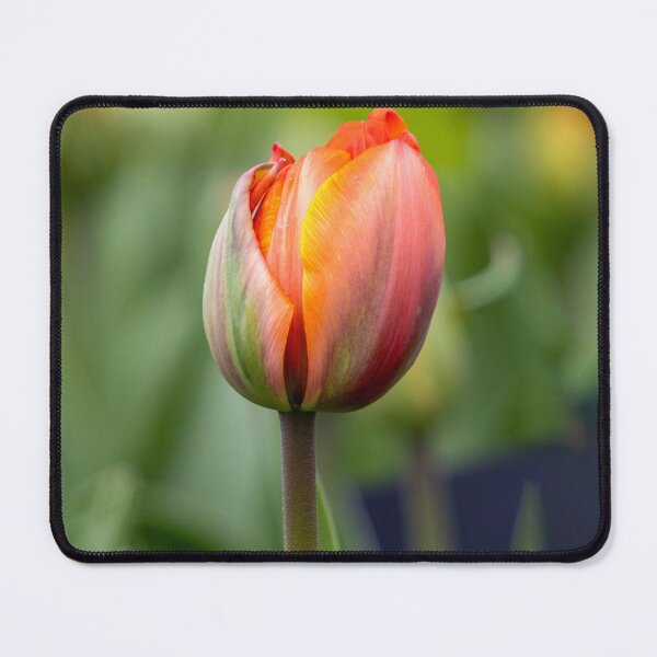 Item preview, Orange colorful tulip macro designed and sold by pietrofoto.