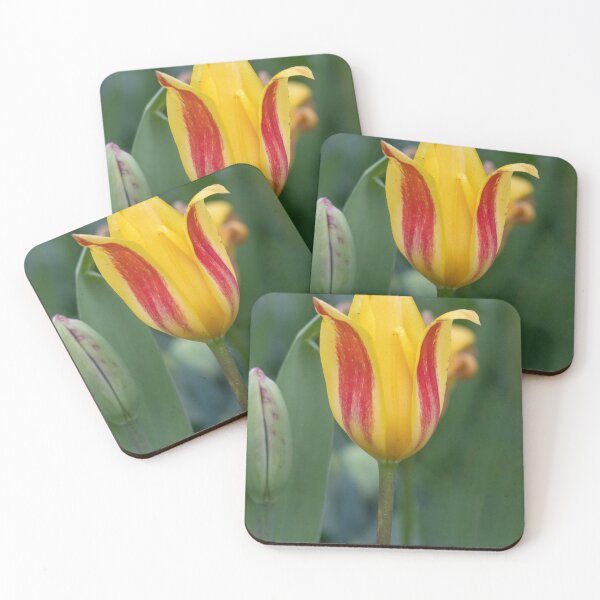 Item preview, Yellow and orange tulip designed and sold by pietrofoto.