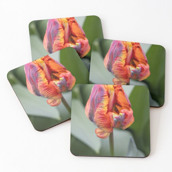 Item preview, Blumex parrot tulip designed and sold by pietrofoto.