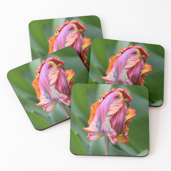 Item preview, Blumex parrot tulip designed and sold by pietrofoto.