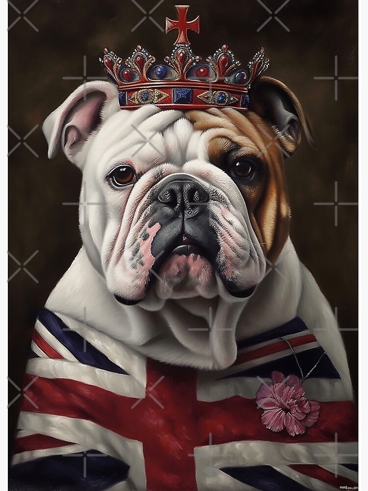 English Bulldog - British Bull Dog