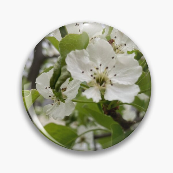 Item preview, White Pear Flowers  designed and sold by Amanda1775.