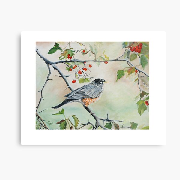 Robin Metal Print