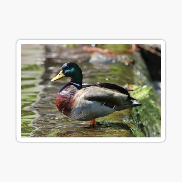 River's Edge Drake Mallard Duck Adorable Animal Candy & Nut Dish ~ Amazing Look 