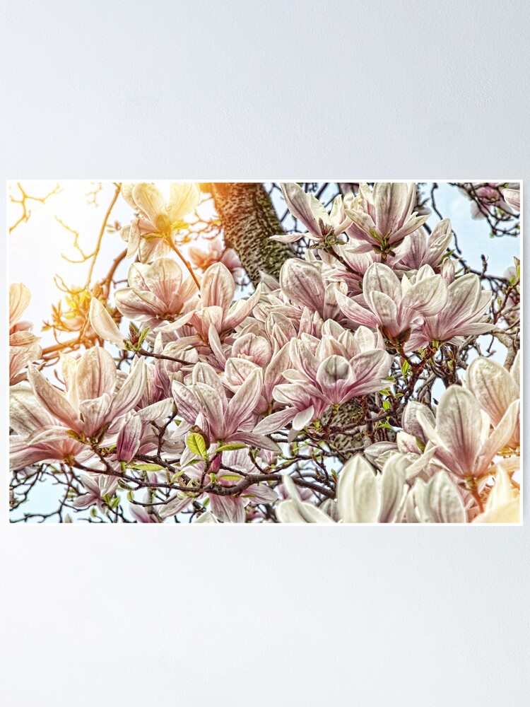 Blumen Auf Dem Magnolien Baum In Voller Blute Von Der Sonne Hinterleuchtet Poster Von Mejerphotoart Redbubble