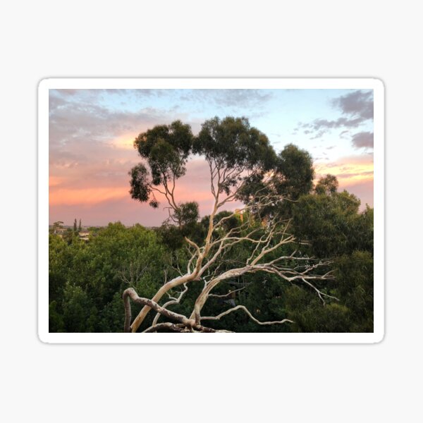 Pink Clouds and Ghost Gum Sticker