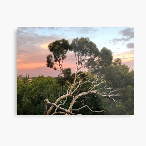 Pink Clouds and Ghost Gum Metal Print
