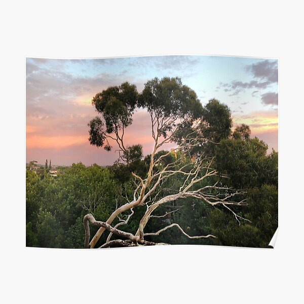 Pink Clouds and Ghost Gum Poster