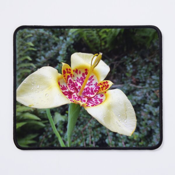 Item preview, Peacock Lily designed and sold by Gourmetkater.