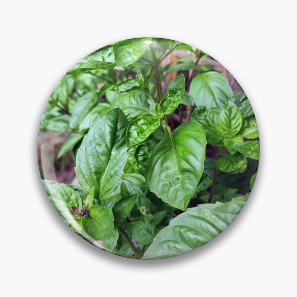 Item preview, basil designed and sold by Gourmetkater.