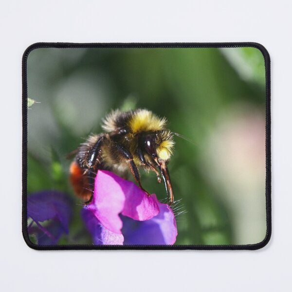 Item preview, Red tailed bumblebee worker designed and sold by GreyFeatherPhot.