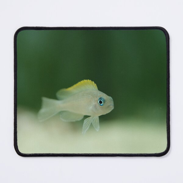 Item preview, Fish (neolamprologus caudopunctatus) designed and sold by DejanVuk.