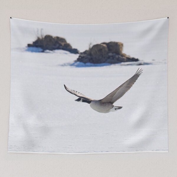 Item preview, Canada goose flying over icy lake designed and sold by Jouko Lehto Photography.