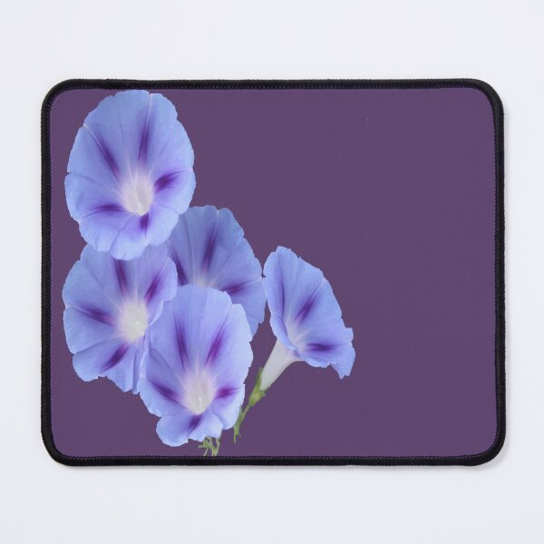 Item preview, Convolvulus Bindweed Botanical Vector Art designed and sold by taiche.