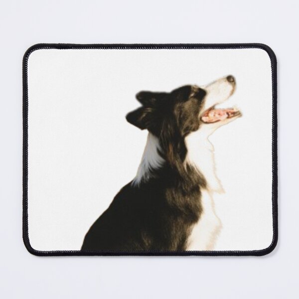 Item preview, Border collie taking in the sun  designed and sold by pokedez.