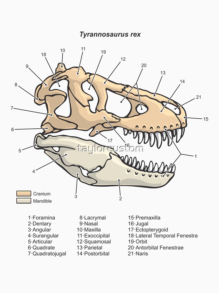 t rex skull cartoon