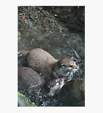 Otters - image 9 Photographic Print