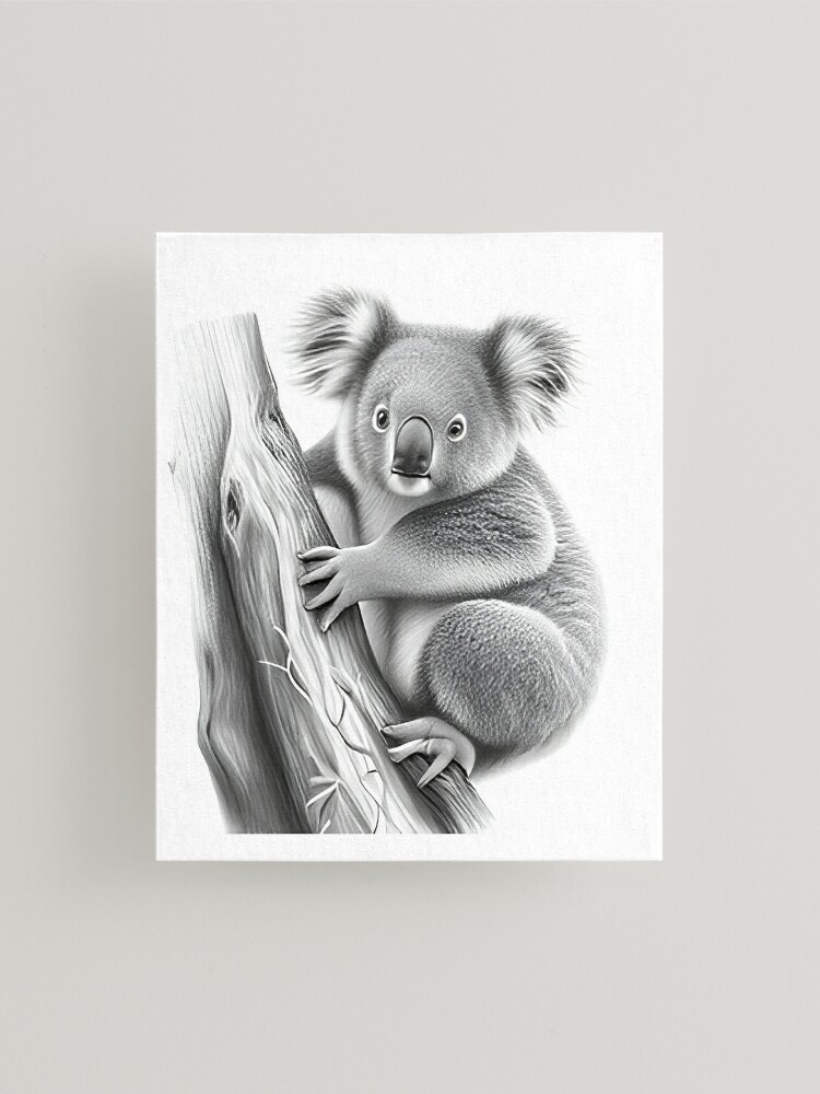 Koala Pencil Drawing Fine Art Prints and Sketches