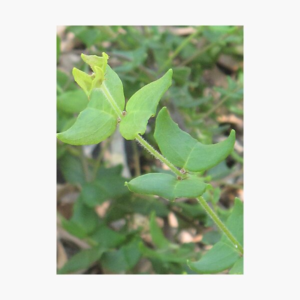 Aperçu de l'œuvre Gastrolobium Papilio (Papilionaceae) - Critically Endangered créée et vendue par Skyhorse.