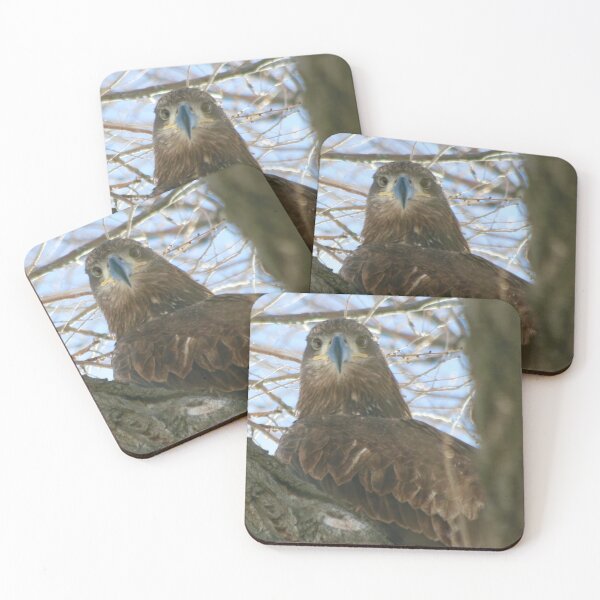 Item preview, Juvenile Bald Eagle Eying It's Prey designed and sold by CommandoCrane.