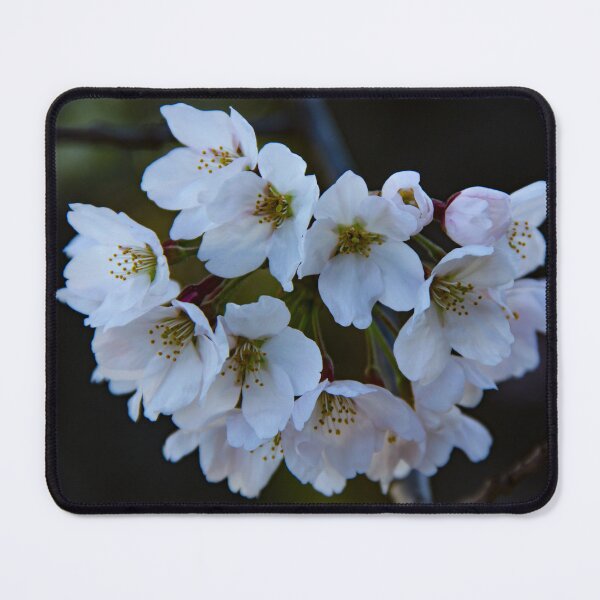 Item preview, Cherry blossoms in bloom designed and sold by Shizenkai.