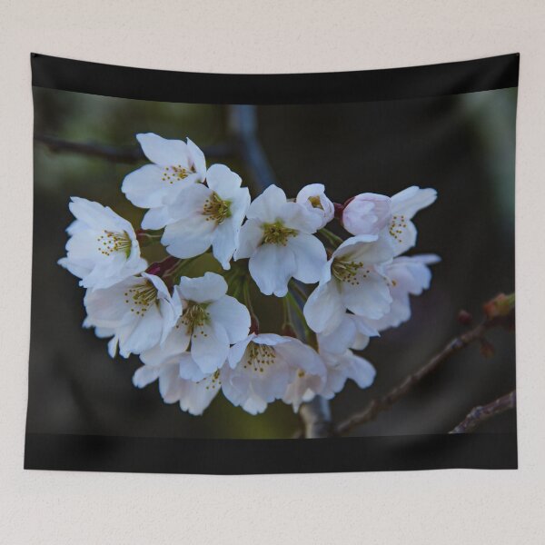 Item preview, Cherry blossoms in bloom designed and sold by Shizenkai.