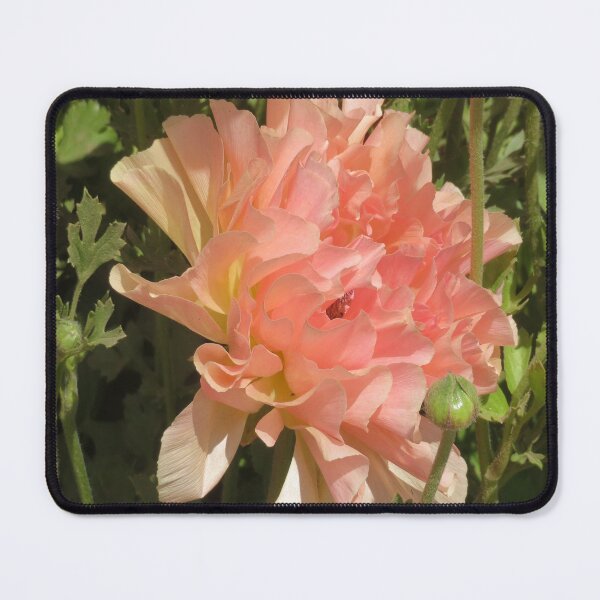 Item preview, Pale Pink Ranunculus designed and sold by CarolBeeDesigns.