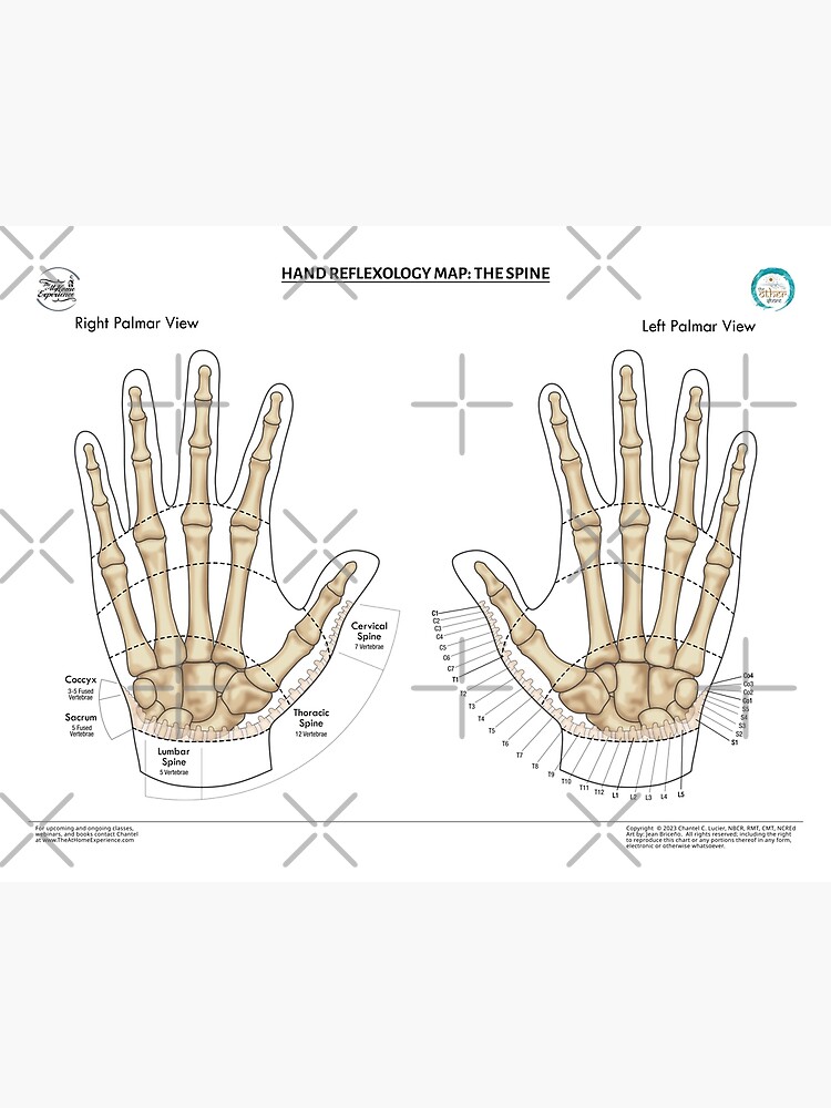 Reflexologia best sale columna vertebral