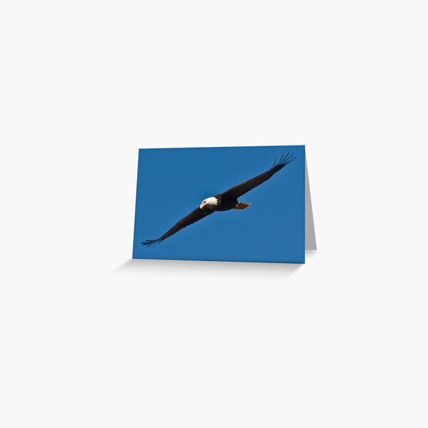 Untitled Greeting Card