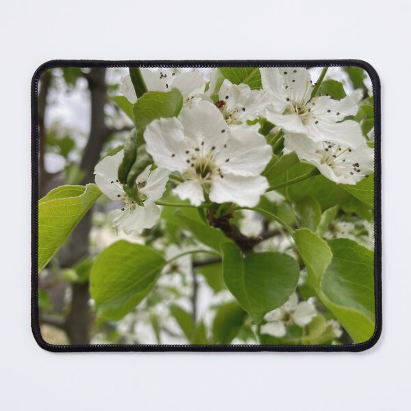 Item preview, White Pear Flowers  designed and sold by Amanda1775.